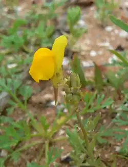 Linaria amethystea broussonetii