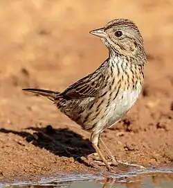 Lincoln's sparrow