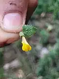 Closeup of flower and a leaf in hand