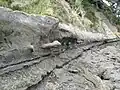 Concretions all line up in the cliff wall.