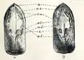 Lingula anatina: interior of the valve showing muscle scars; V. peduncle valve D. brachial valve