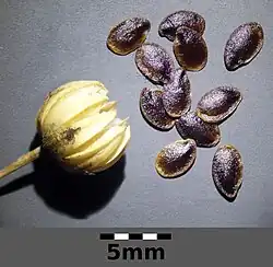 Fruit with seeds