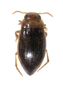 Adult Liodessus plicatus.