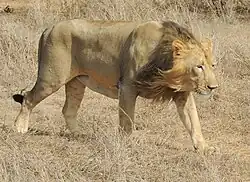 Male Asiatic lion
