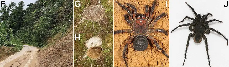 Various images associated with Liphistius birmanicus: (F) microhabitat where it lives, (G) burrow with the lid closed, (H) the same burrow with the door open, (I) female, and (J) male