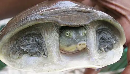 Head and front legs