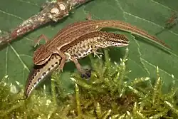 A swimming palmate newts, both sexes.