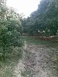 Lichi Orchards of Rampurwa in Mehsi