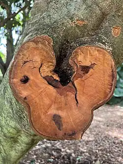 Litchi chinensis, cross-section of wood