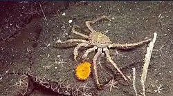 Long legged spiny crab with a yellow urchin.