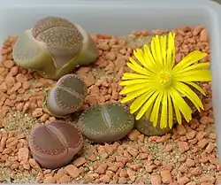 A Lithops species, showing its decussate growth in which a single pair of leaves is replaced at a time, leaving just one live active pair of leaves as the old pair withers
