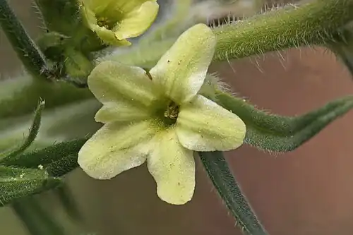 Flower close-up