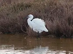 Little egret, Massa river