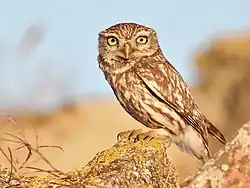 Little owl, Spain