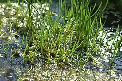 Shoreweed