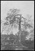 Tree in the 1930s