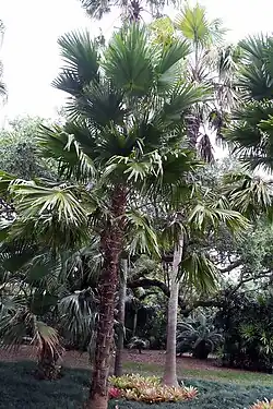 However, the trunk is covered in persistent leaf bases for a long time