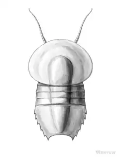 Fossil of the Cambrian liwiid Liwia from Poland