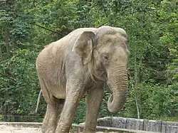 Indian elephant named Ganga