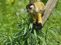 Black-capped squirrel monkey