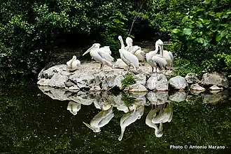 Great white pelicans
