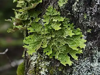Large green foliose lichen growing on tree bark, with broad, lobed margins and a wrinkled, reticulate surface