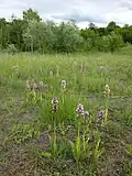 A stand of endangered military orchid.[2]