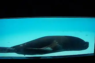 Male South American Sea lion