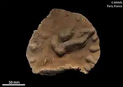 Lobophytum patulum (MNHN-IK-2015-2040)