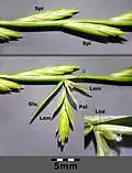 Annotated anatomical detail of flowers and fruits Spi = Spicula Glu = Gluma Lem = Lemma Pal = Palea Lod = Lodiculae