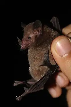 Goldman's Nectar Bat being held in Panama
