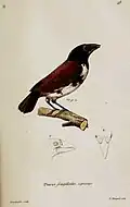 Lonchura fringilloides after engraving by Annedouche