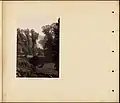 English elms, Virginia Water, Surrey (early 1890s)