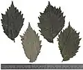 Dried long-shoot leaves