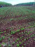 Long shot of Kasti Coriander farm