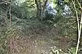 Longspring Wood