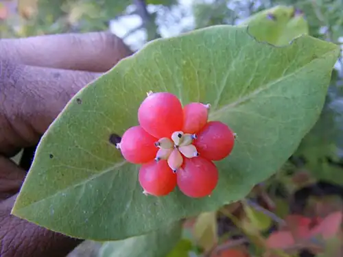 Close-up of the fruits