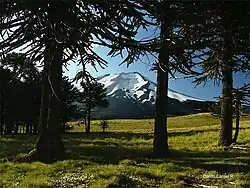 Summer in Lonquimay