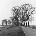 'Belgica', Kampernieuwstad, the Netherlands, before the second, more virulent Dutch elm disease epidemic (1968)