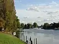 Image 16The lower end of the Staines-upon-Thames reach of the Thames, showing typical trees of the next reach and Penton Hook Island, a small nature reserve. (from Portal:Surrey/Selected pictures)