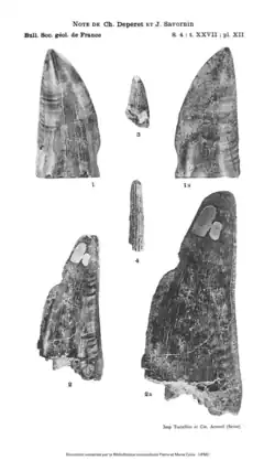 Archival photos of the lost original teeth of Carcharodontosaurus saharicus in side views. The lectotype tooth is at the top.