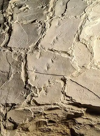 Fossil pterosaur footprints, Pterosaur Beach (France)