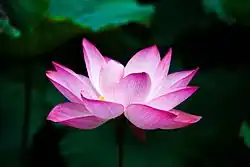 Nelumbo - floating leaved
