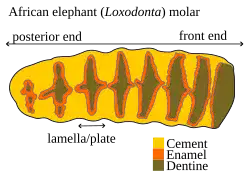Diagram of the anatomy of the upper surface of a worn African elephant (Loxodonta) molar