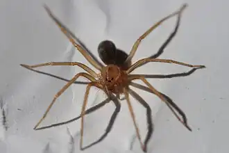 L. gaucho