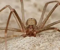 L. parramae