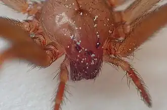 closeup of eyes