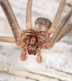 male
