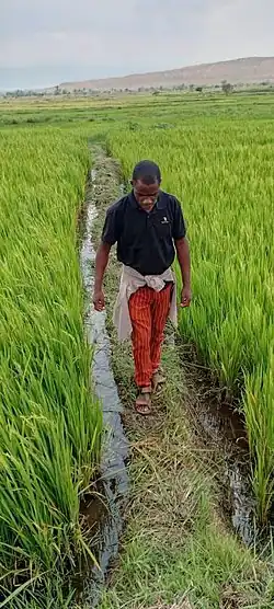 Rice field in Luberizi