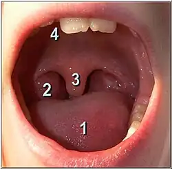 palatine uvula